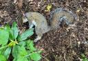 Dead squirrel in the Lower Gardens