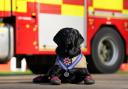 Britain's oldest serving fire service dog.