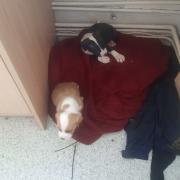 Puppies recovered from property in Ringwood