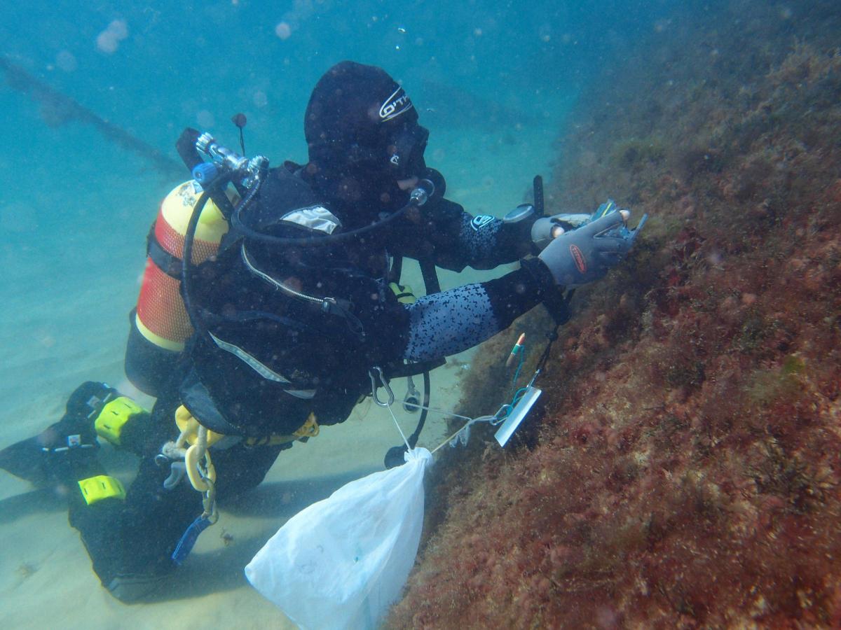 Jenny Mallinson a researcher from the University of Southampton, diving in 2013