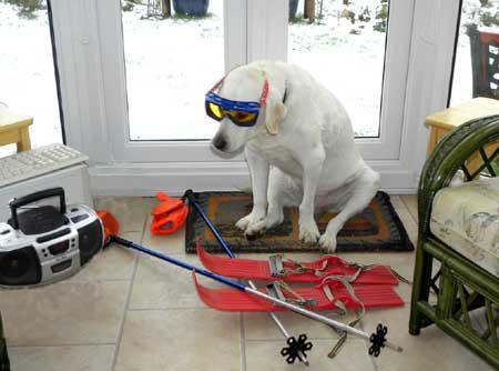 Ski instructor Bertie listening to the forecast, hoping for more snow in Ringwood! Picture by Rob Forrester-Addie.