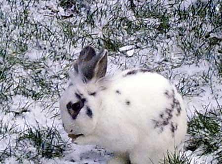 Snow Bunny! Picture of Francesca's rabbit. Sent in by Rachel Allard. Jan 6, 2010. 