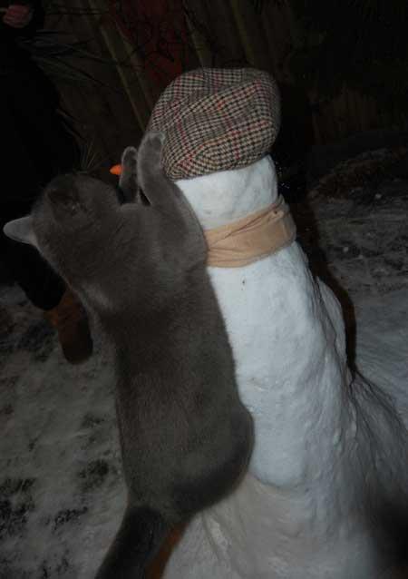 Mr Snowman -  our cat seemed to think his hat belonged to him. Sent in by Stephanie Ross. Taken Jan 6, 2010.  