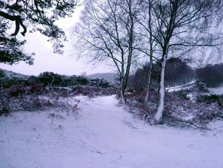 New Forest in the snow 6 January 2010. Sent in by  Zoe Shackleton.