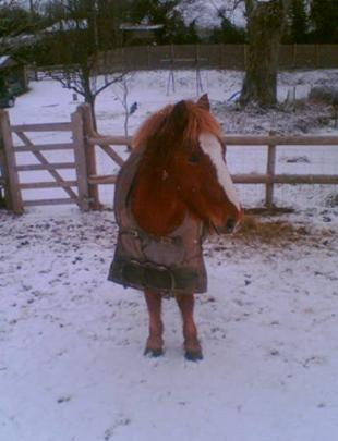 Pony in the snow, Milton Abbas