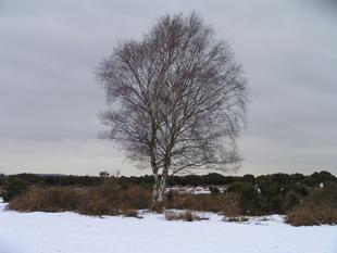 Wilverley Plain in The New Forest. Sent in by Neil and Elaine Goodrich of Bournemouth.