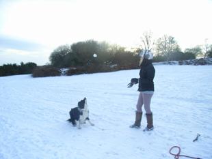 Bournemouth Border Collie Titan, jumping for a snowball. Sent in by Debbie of Bournemouth.            