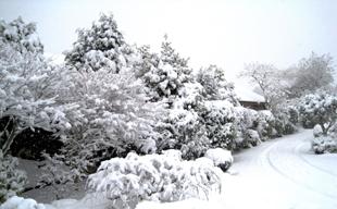 Sue Fawcett's neighbours garden in the January Snow.