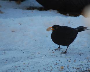 Blackbird finds his lunch in the January snow. Sent in by Sue Fawcett.