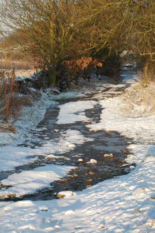 A walk down a country lane in the January snow. Sent in by Sue Fawcett.