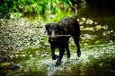A new study has highlighted the potential impact of popular dog flea treatments for dogs on New Forest ponds and water. 