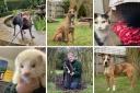 Margaret Green needs to rehome these animals