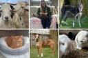 Margaret Green needs to find homes for these animals