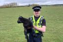 Police were called to a farm in Sturminster Newton last month