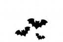 Kinson Common bat walk on Saturday, September 20