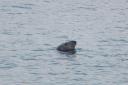 WATCH: Seal spotted enjoying a swim under Boscombe Pier