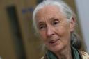 SUBJECT: Jane Goodall