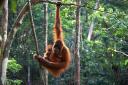 An orangutan with its baby
