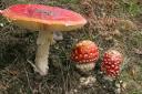 Fungi walks for October