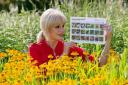 COUNT ON IT: Actress Joanna Lumley launches the Big Butterfly Count 2013
