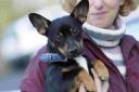 LIFE-SAVER: Woodlands Farm Kennels dog groomer Susan Kanutin with the dumped dog