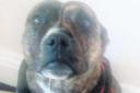 HEARTACHE: Gillo died in his owner’s arms after being struck by a hit-and-run driver in Boscombe