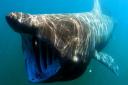 This is what an adult Basking shark looks like. Some are 40ft long