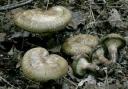 Friends of Kinson Common: Come along to fungi walks