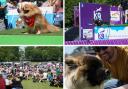 Thousands of dogs attend Dogstival in Burley