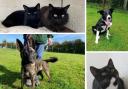 Pets that need rehoming in Dorset