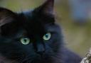 'Black cats are bad luck' and other myths debunked