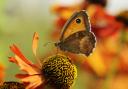 Picture of a gatekeeper butterfly. See PA Feature GARDENING Butterflies. Picture credit should read: Liam Richardson/Butterfly Conservation/PA. WARNING: This picture must only be used to accompany PA Feature GARDENING Butterflies..