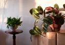 Undated Handout Photo of houseplants out of direct sunlight. See PA Feature GARDENING Houseplants. Picture credit should read: Alamy/PA. WARNING: This picture must only be used to accompany PA Feature GARDENING Houseplants.