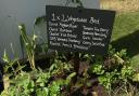 A small raised bed. Picture credit should read: Hannah Stephenson/PA.