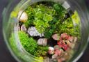 Undated Handout Photo of a terrarium. See PA Feature GARDENING Terrarium. Picture credit should read: Alamy/ PA. WARNING: This picture must only be used to accompany PA Feature GARDENING Terrarium..