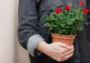 Photo of someone carrying a potted rose. See PA Feature GARDENING Advice Rose. Picture credit should read: Alamy/PA. WARNING: This picture must only be used to accompany PA Feature GARDENING Advice Rose.