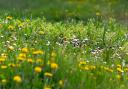 A Generic Photo of long grasses and wild flowers. See PA Feature GARDENING Spring. Picture credit should read: Alamy/PA. WARNING: This picture must only be used to accompany PA Feature GARDENING Spring.