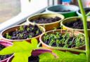 A Generic Photo of sprouted seeds of new plants in pot. See PA Feature GARDENING Advice Online. Picture credit should read: Alamy/PA. WARNING: This picture must only be used to accompany PA Feature GARDENING Advice Online...