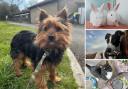 There are a few pets from the Ashley Heath Animal Centre who are looking for their forever homes