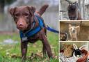 A fair few animals from the Ashley Heath Animal Centre are hoping they will find new owners