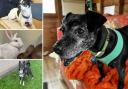 Several animals at the Ashley Heath RSPCA branch need new homes