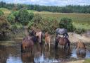 A group of ponies enjoying a paddle in the New Forest pictured by Debs Baker of the Dorset Camera Club