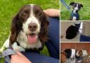 Can you give these pets a home in the Dorset area?