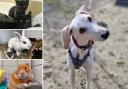 Can you give a home to one of these Dorset pets?