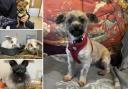 Could you give any of these Dorset pets a home?