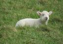 A spring lamb in Dorset (pic: Julia Rosser)