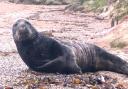 A cordon was put up on a seal at Durdle Door