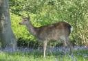 Drivers in Dorset are reminded of the precautions to take on the county’s roads where deer may be present.