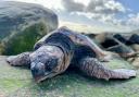 Turtle dies on Dorset beach