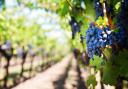Grapes in vineyard stock image